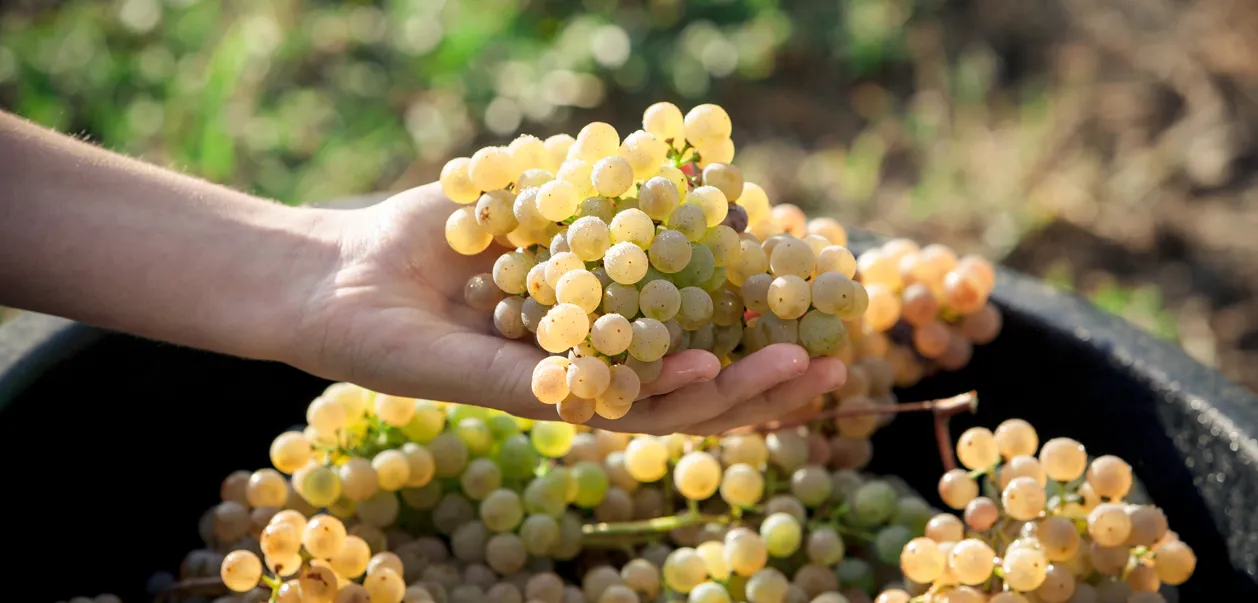 Alvarinho-druer