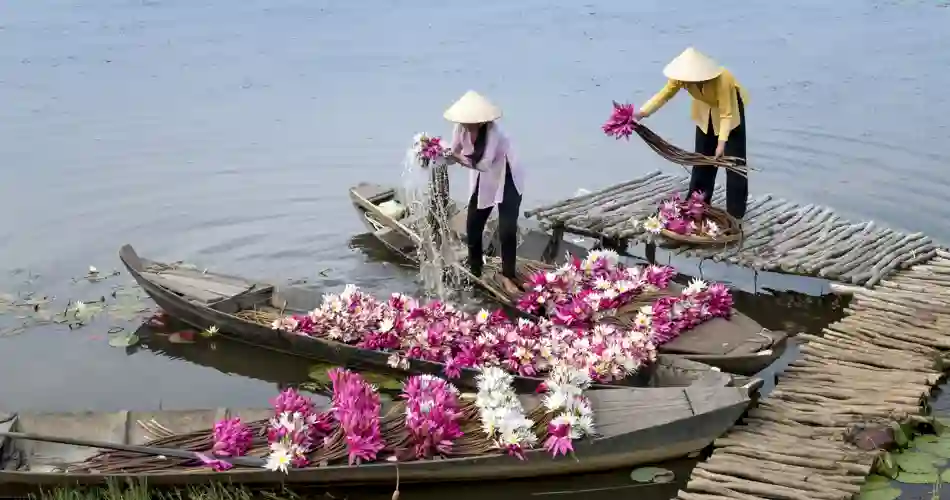 Färgstarka vattenliljor flyter på flodens stilla yta.