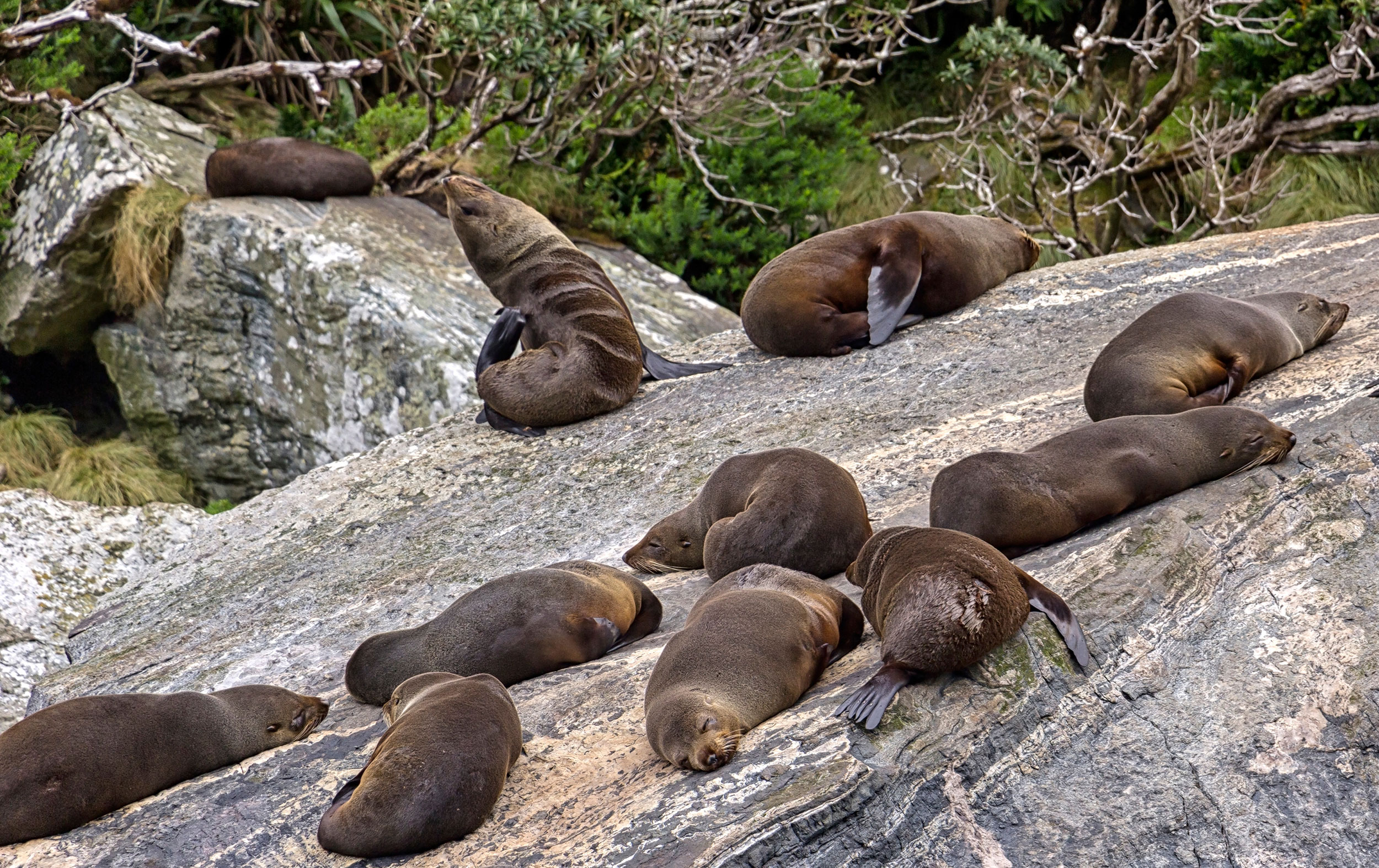 Pelssæler ved Milford Sound