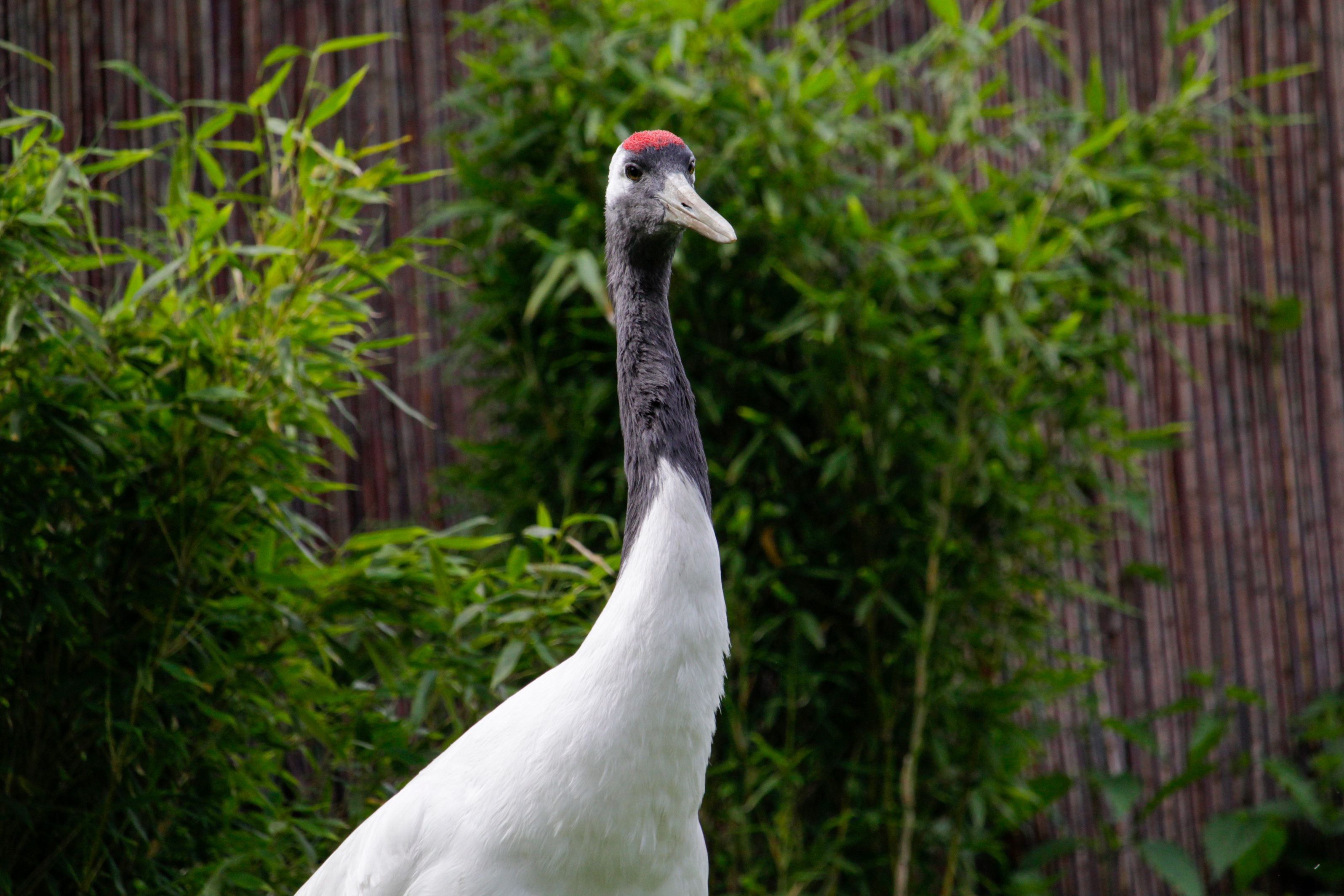 Tranereservatet, Kushiro Zoo