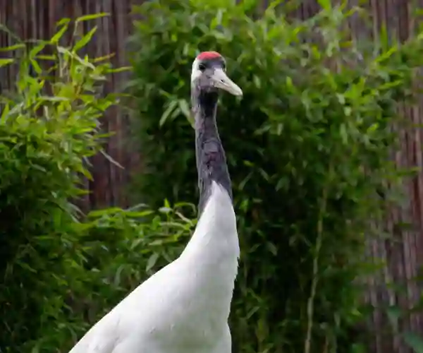 Tranereservatet, Kushiro Zoo