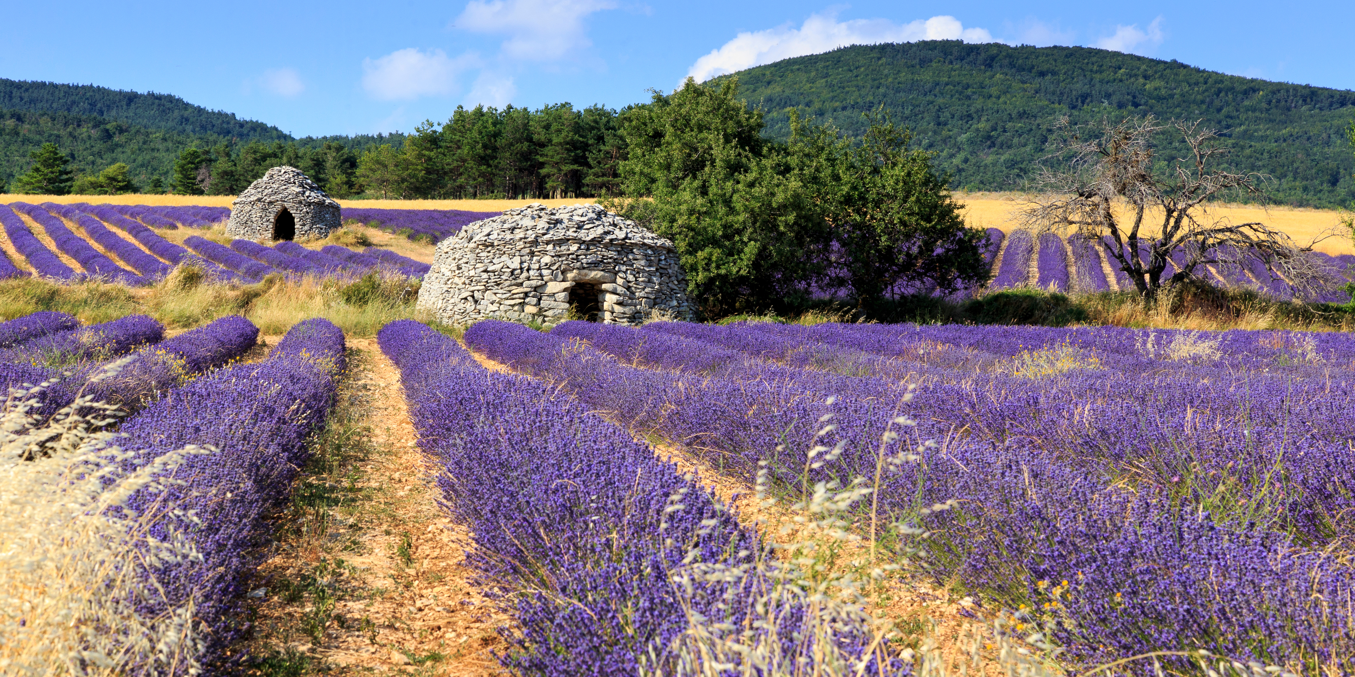 Lavendel, Provence
