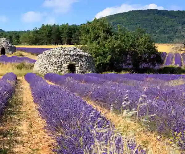 Lavendel, Provence