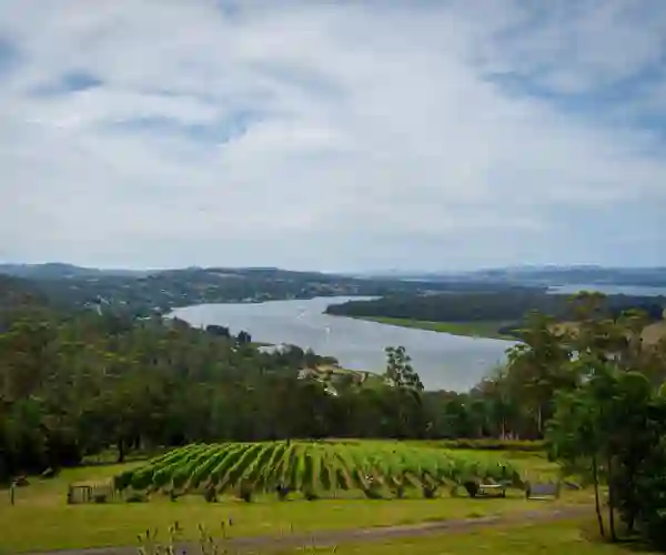 Vinstokke ved Tamar Valley
