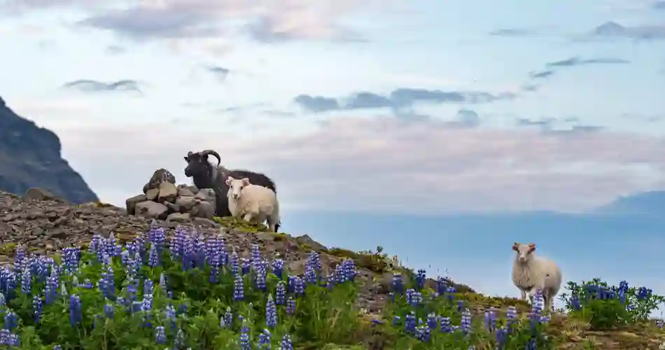 Islandske bjerggeder