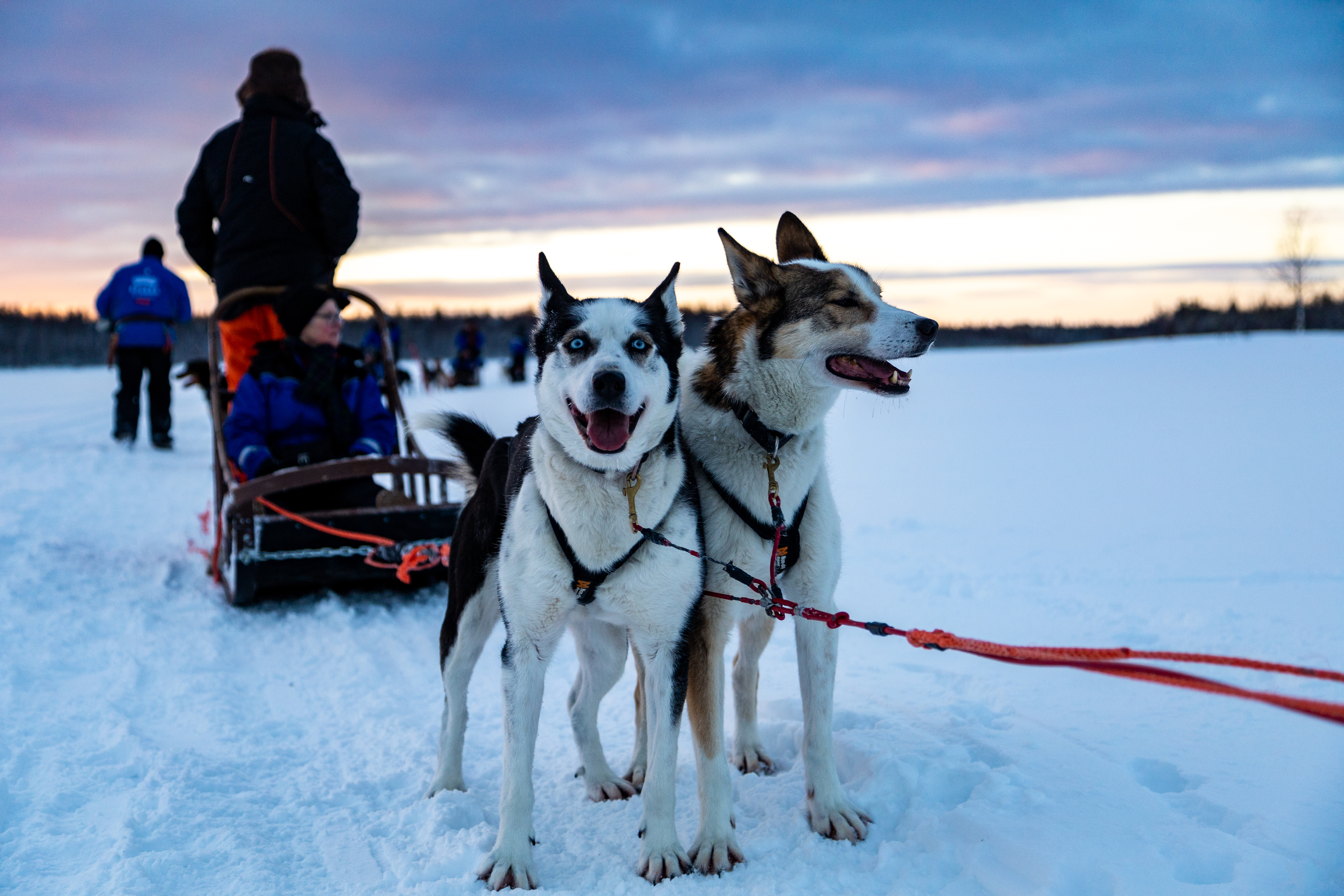 Hundeslædetur i Lapland
