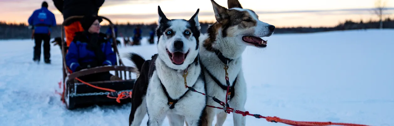 Hundeslædetur i Lapland