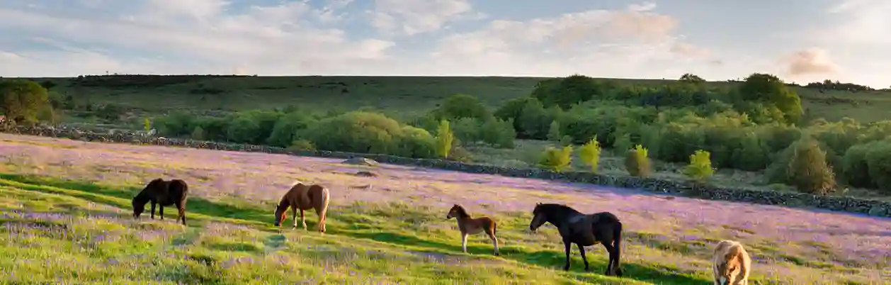 Dartmoor