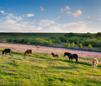 Dartmoor