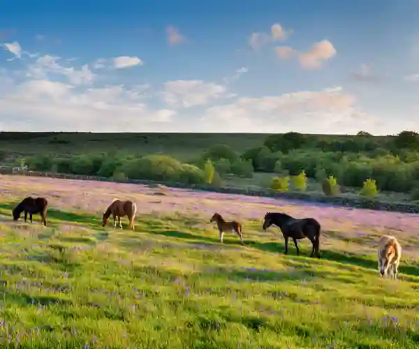 Dartmoor