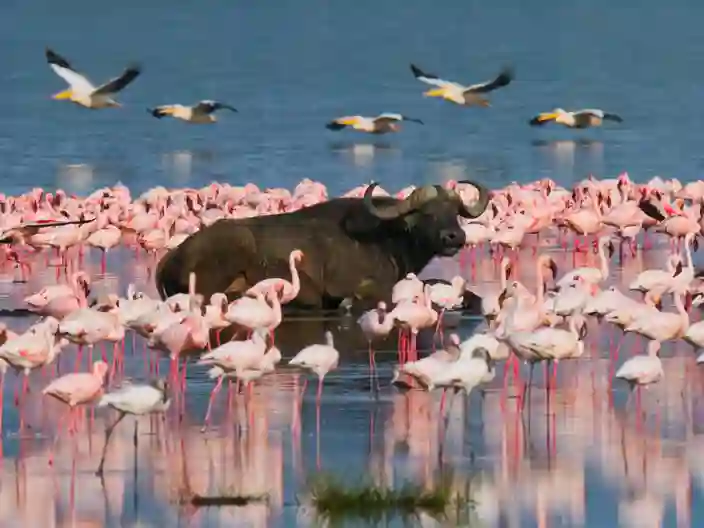 Vattenbufflar och flamingor