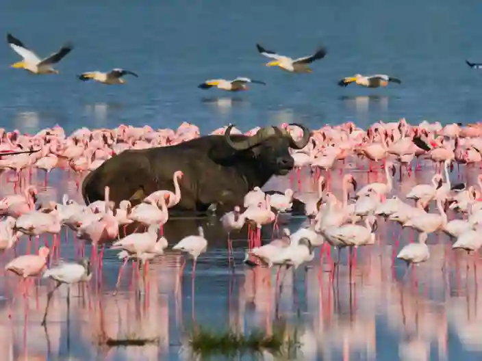 Vattenbufflar och flamingor
