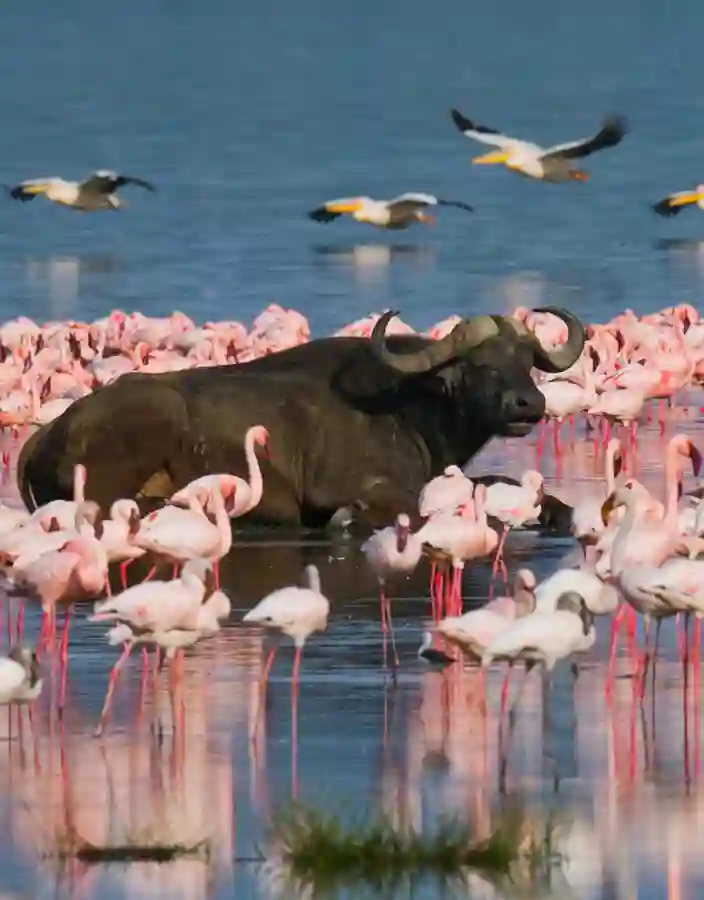 Vattenbufflar och flamingor