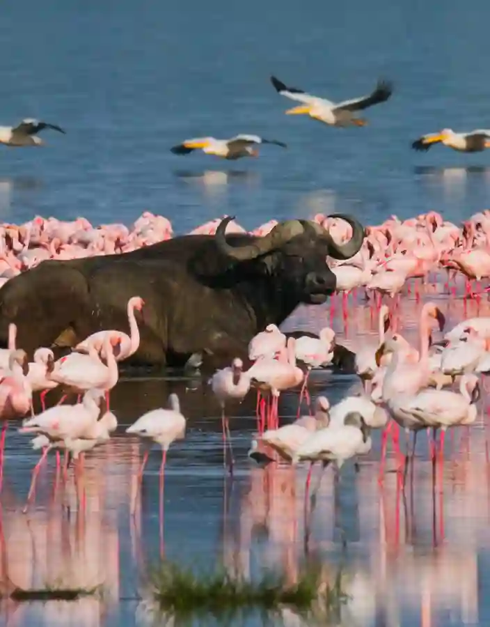 Vattenbufflar och flamingor
