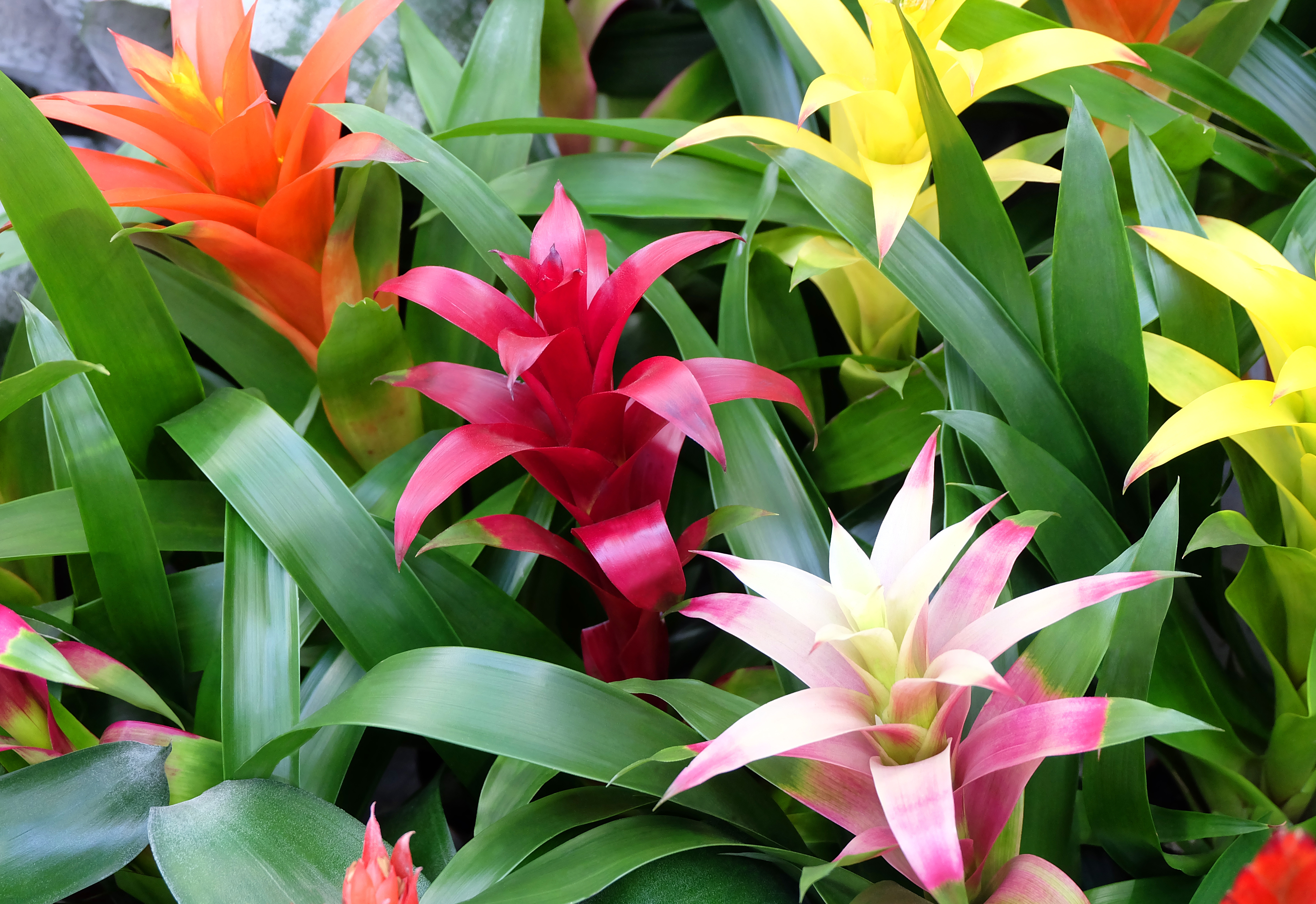 Bromelia