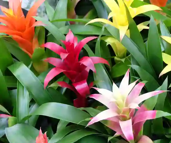 Bromelia