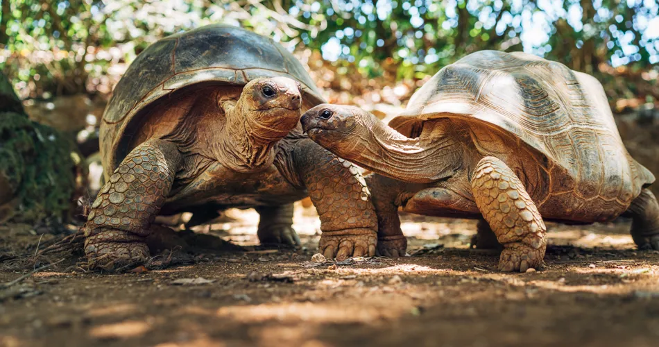 Två jättesköldpaddor på Mauritius