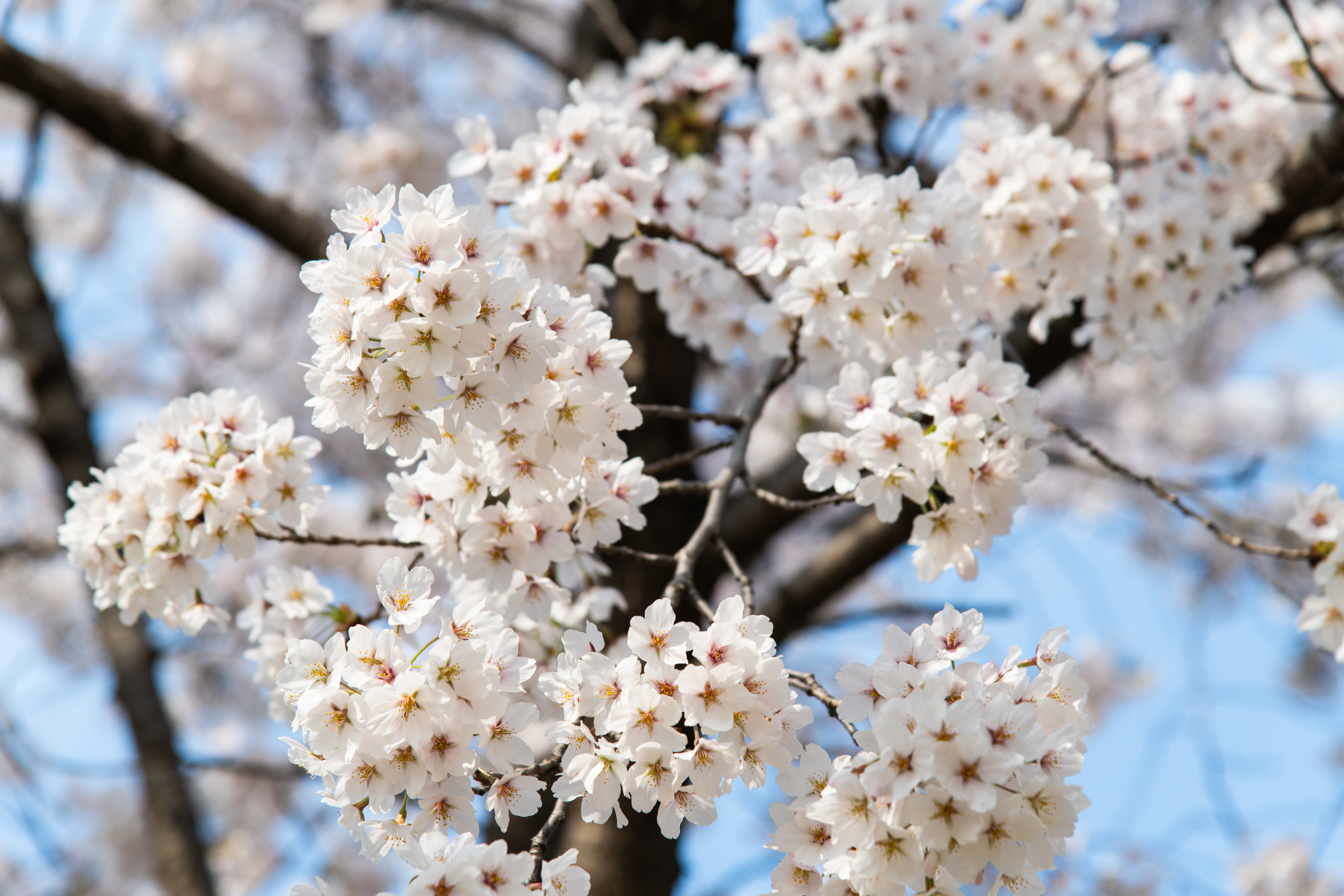 Kirsebærblomstring i Sydkorea