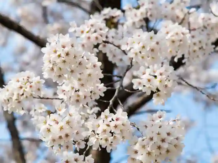 Kirsebærblomstring i Sydkorea