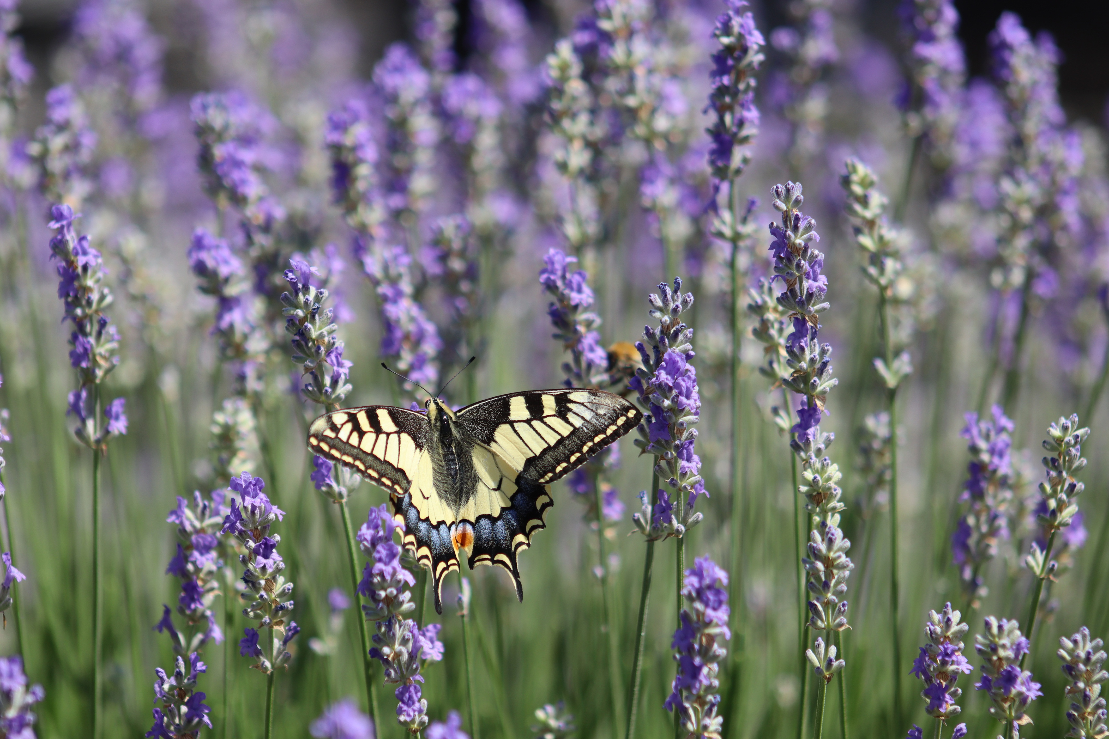 Fjäril och lavendel