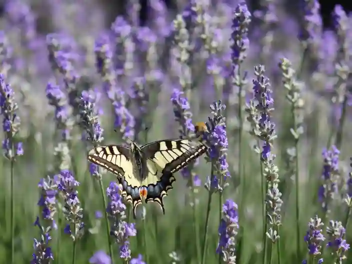 Fjäril och lavendel