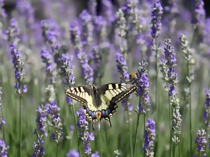Fjäril och lavendel