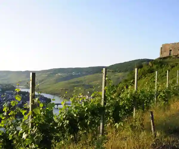 Vinmarker ved Bernkastel