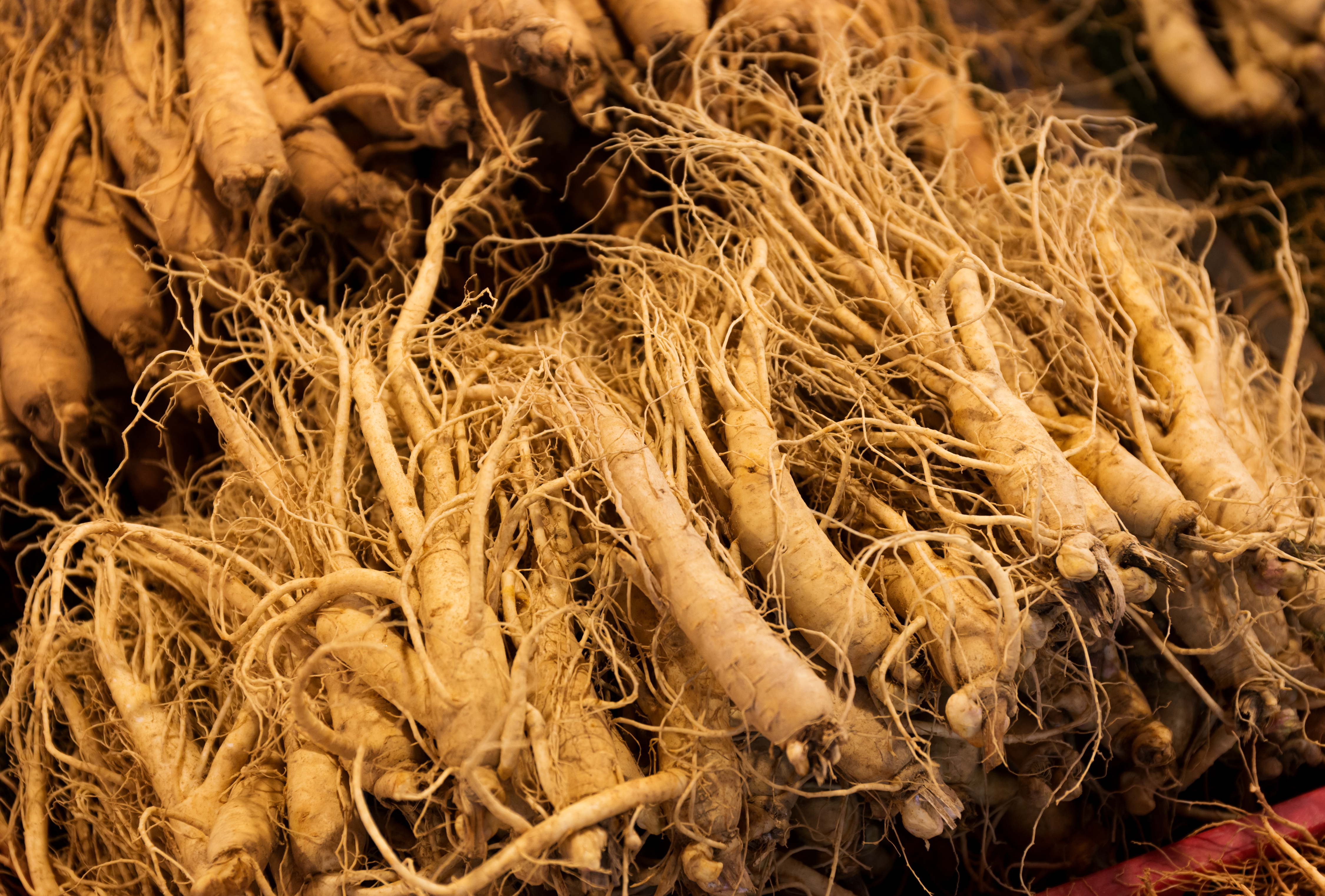 Ginseng 