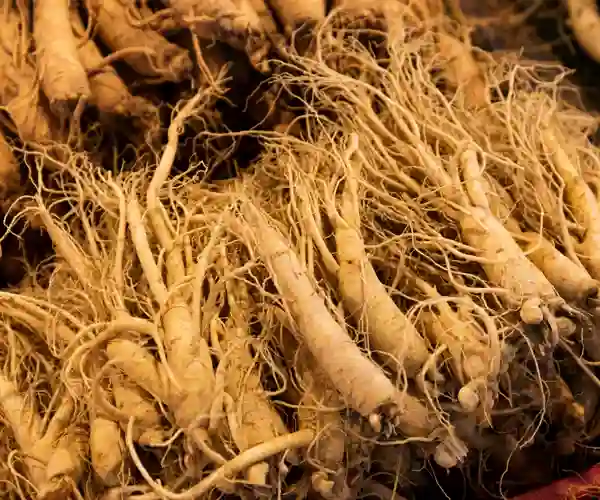 Ginseng