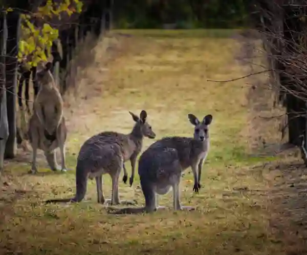 Kænguruer