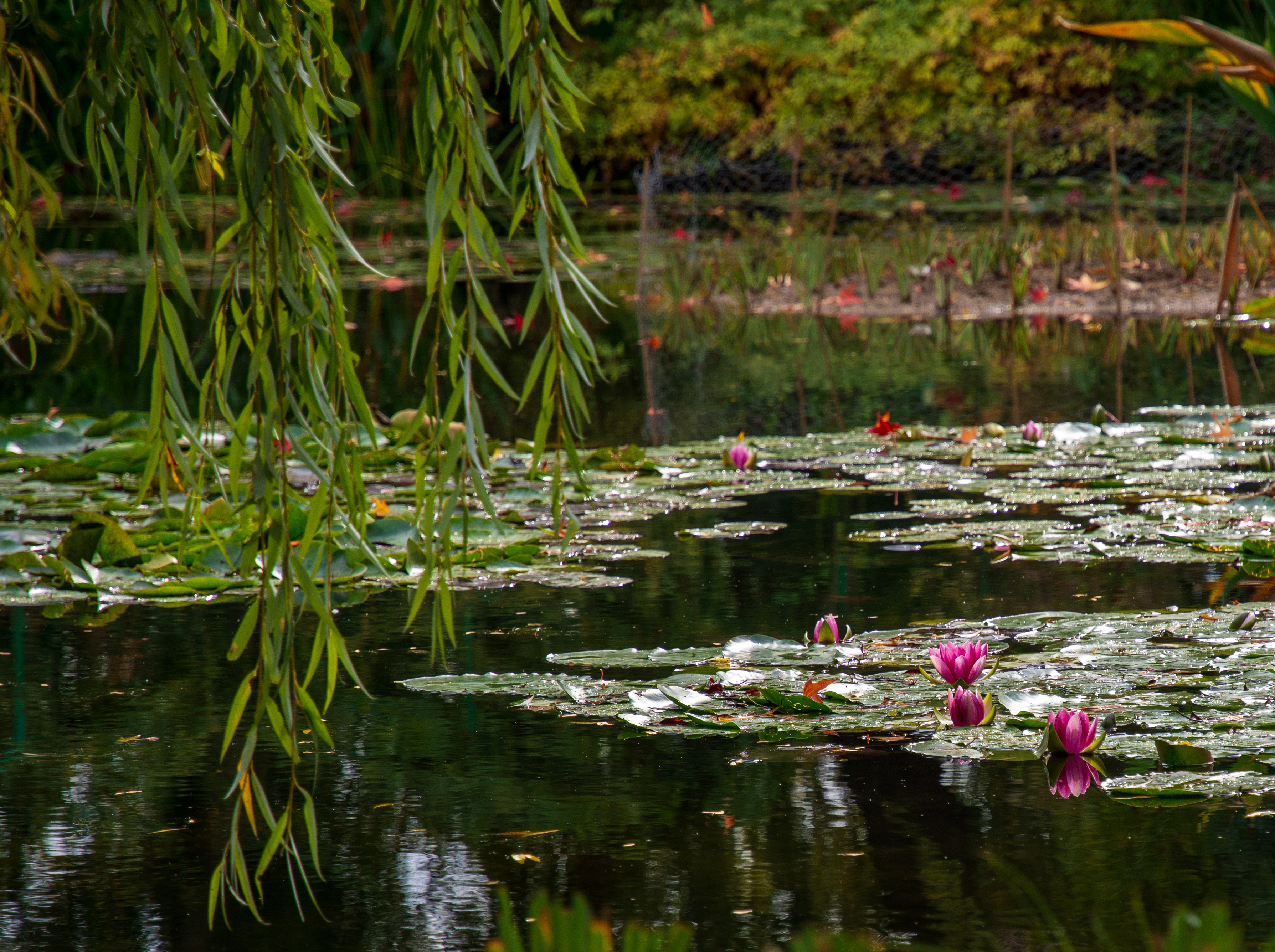 Claude Monets hage i Giverny