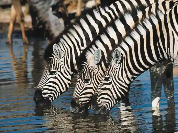 Zebror vid vattenhål