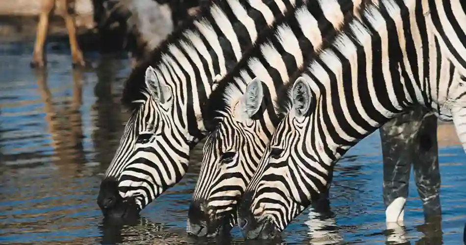 Zebror vid vattenhålet