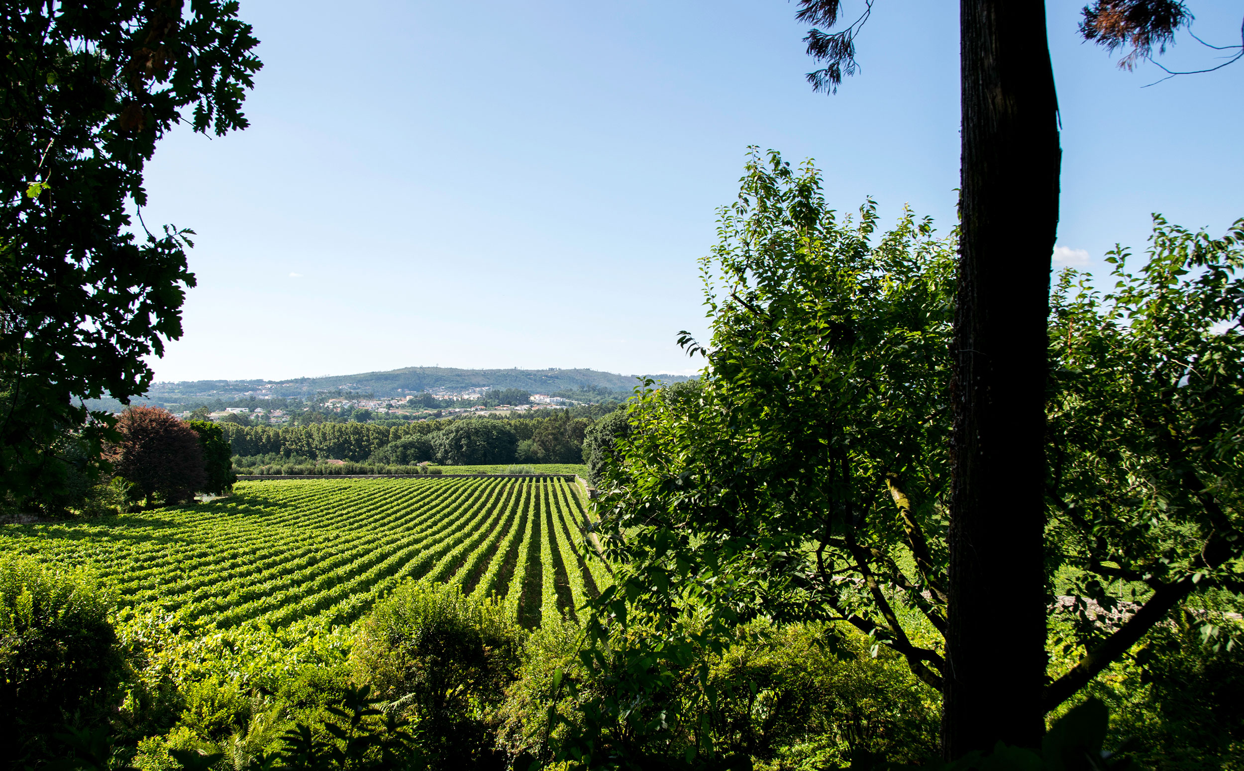 Vingård i Vinho Verde