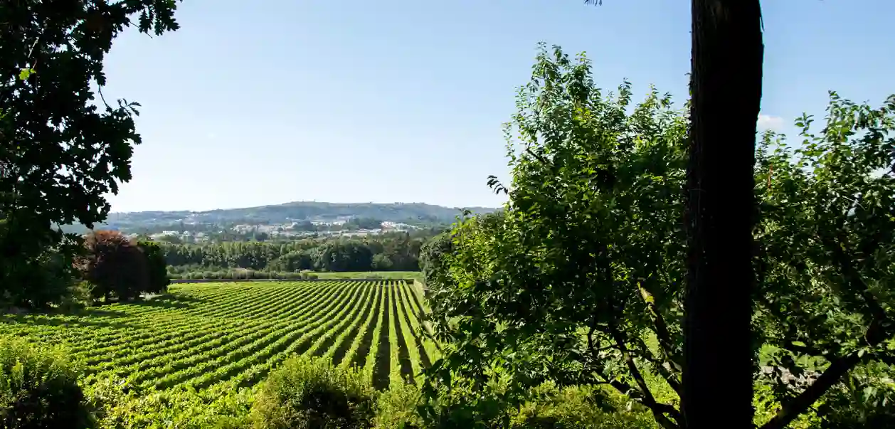 Vingård i Vinho Verde