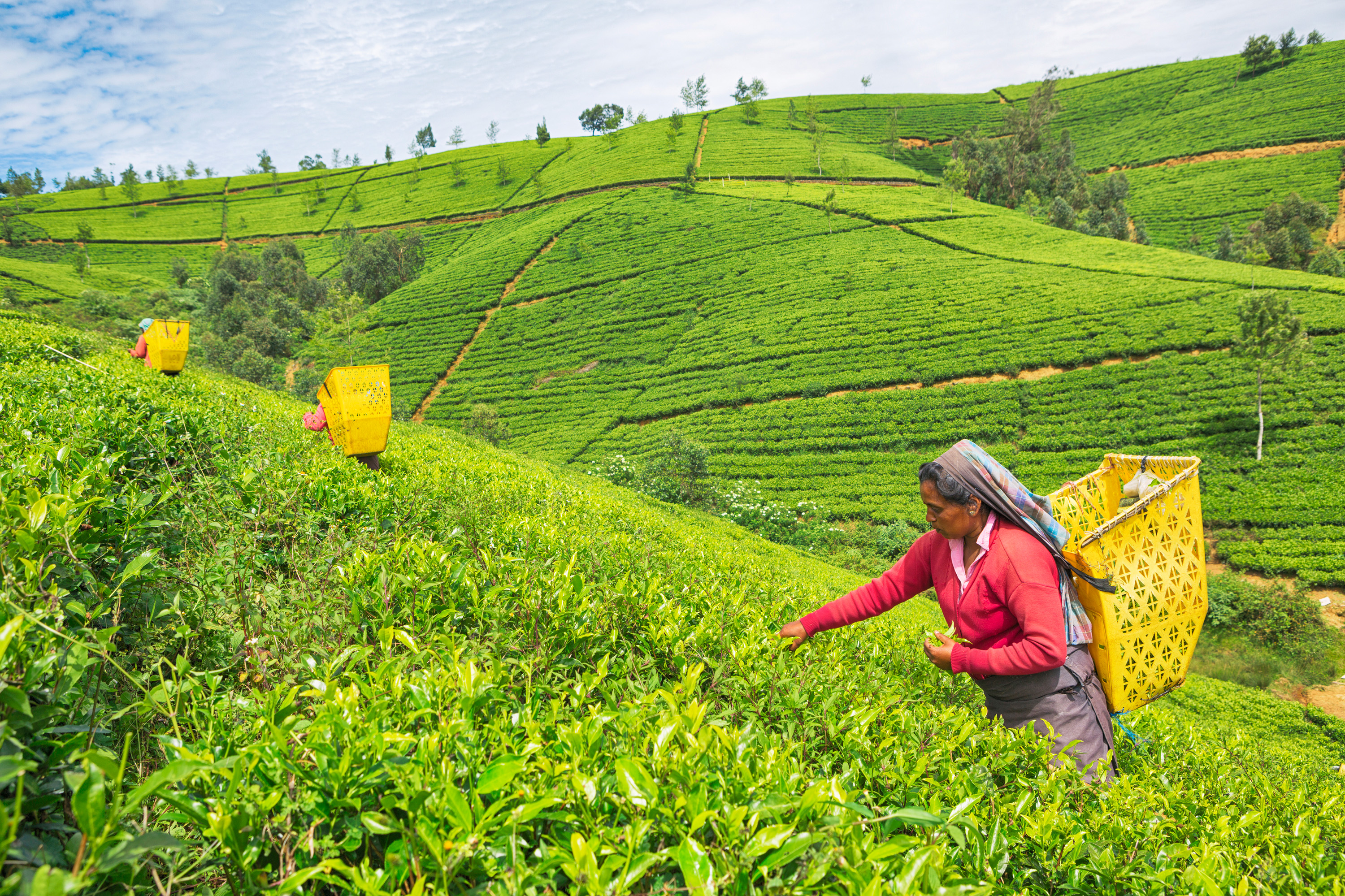 Teplantasje i Nuwara Eliya