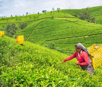 Teplantasje i Nuwara Eliya