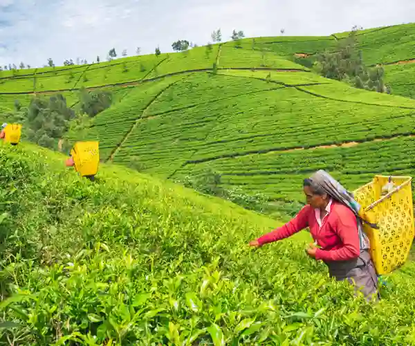 Teplantasje i Nuwara Eliya