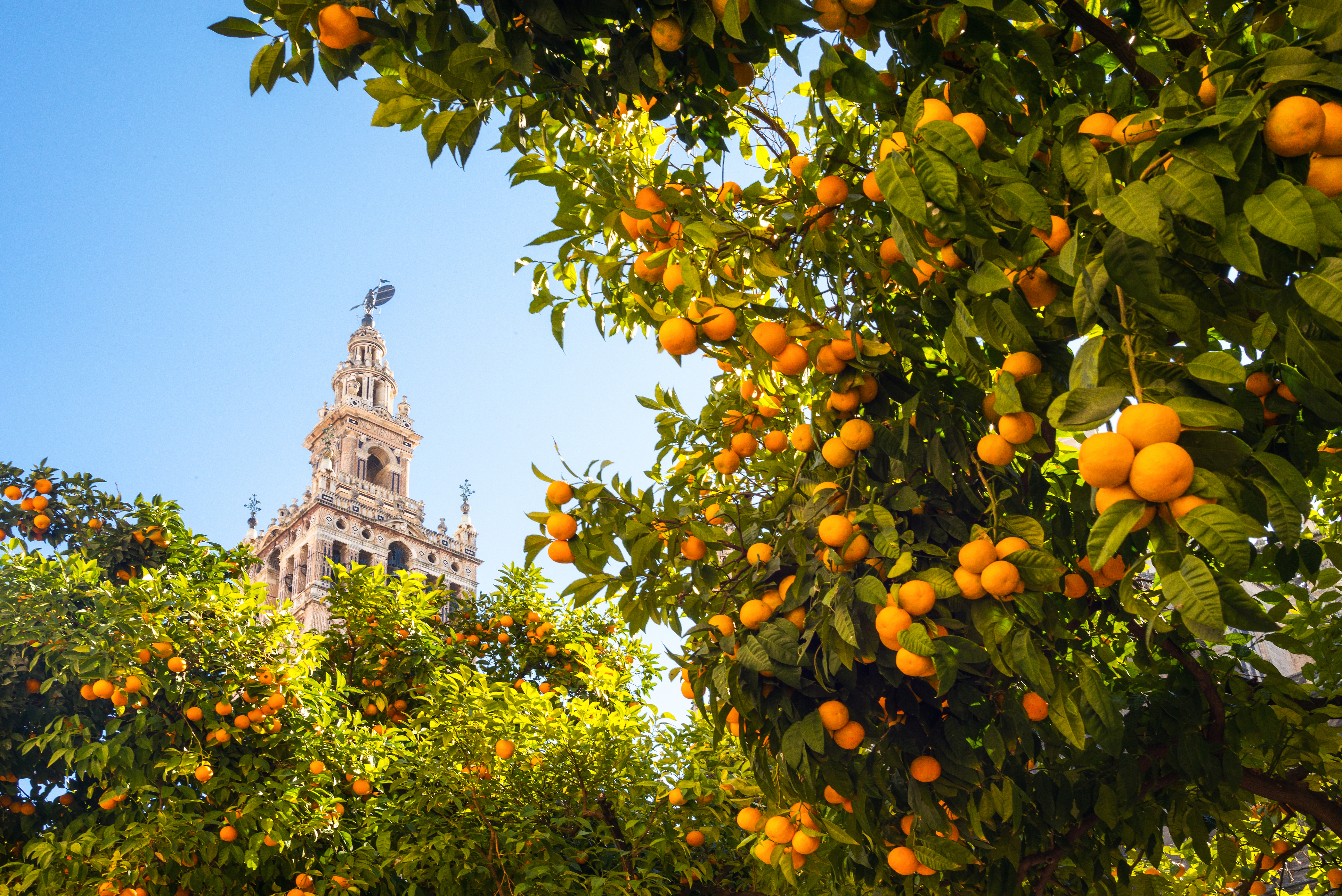 La Giralda i Sevilla