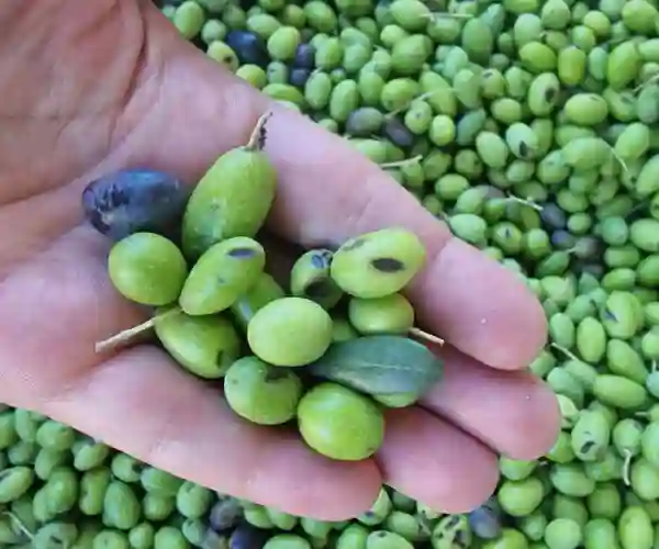 Oliven før de blir presset