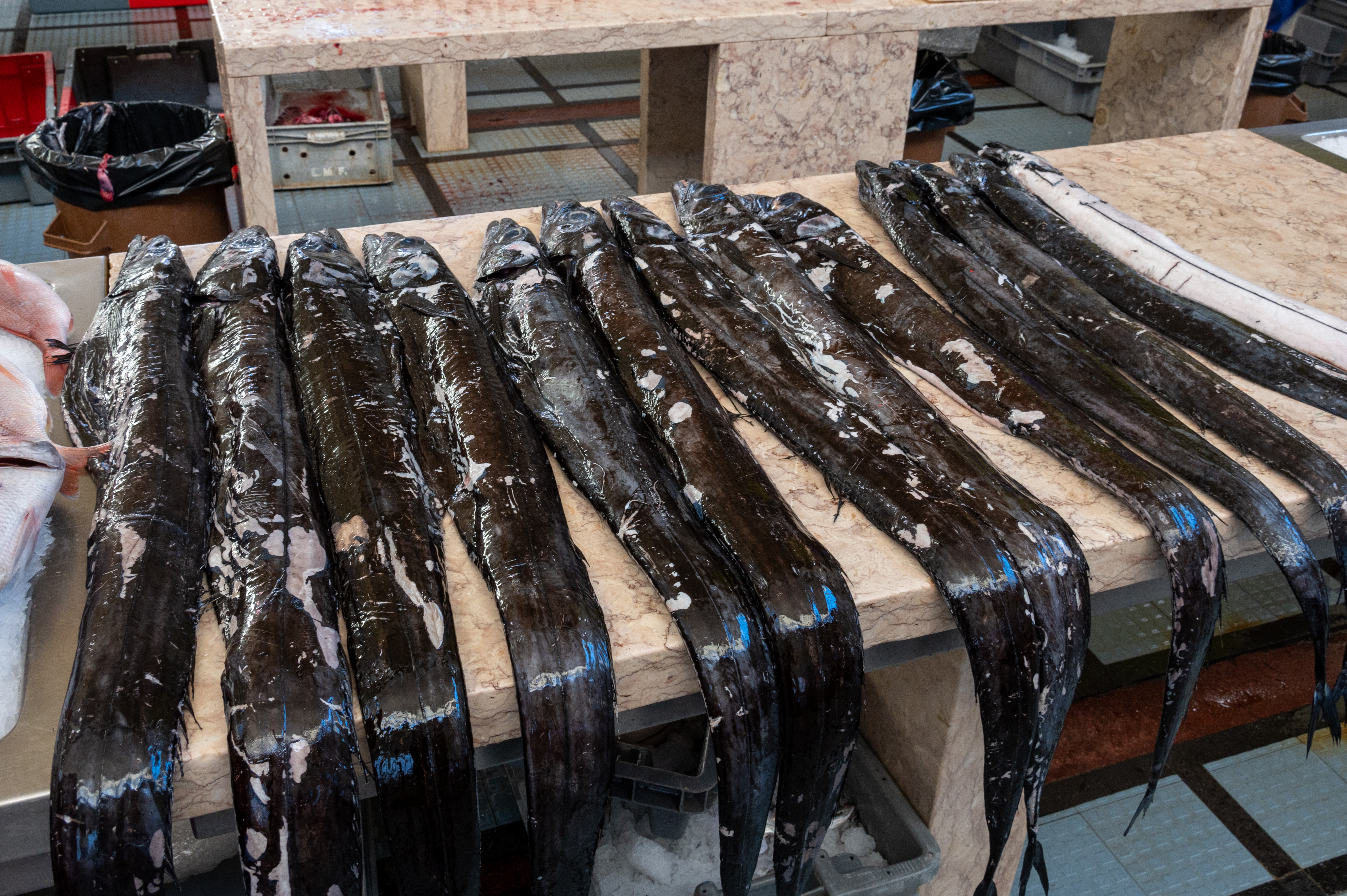 De lækre dybhavsfisk espadas