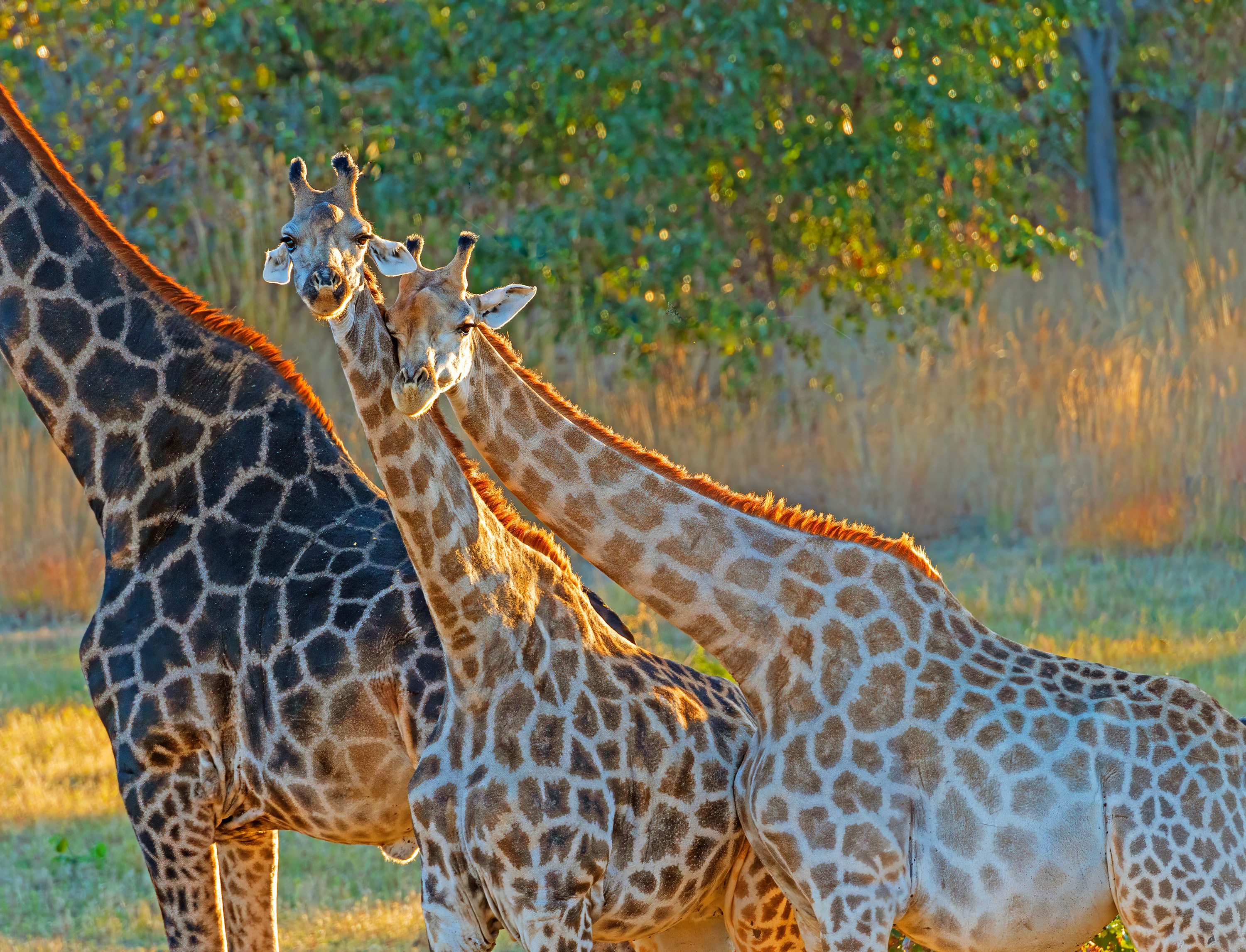 Giraffer