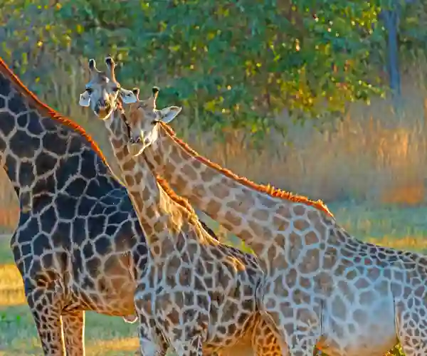 Giraffer
