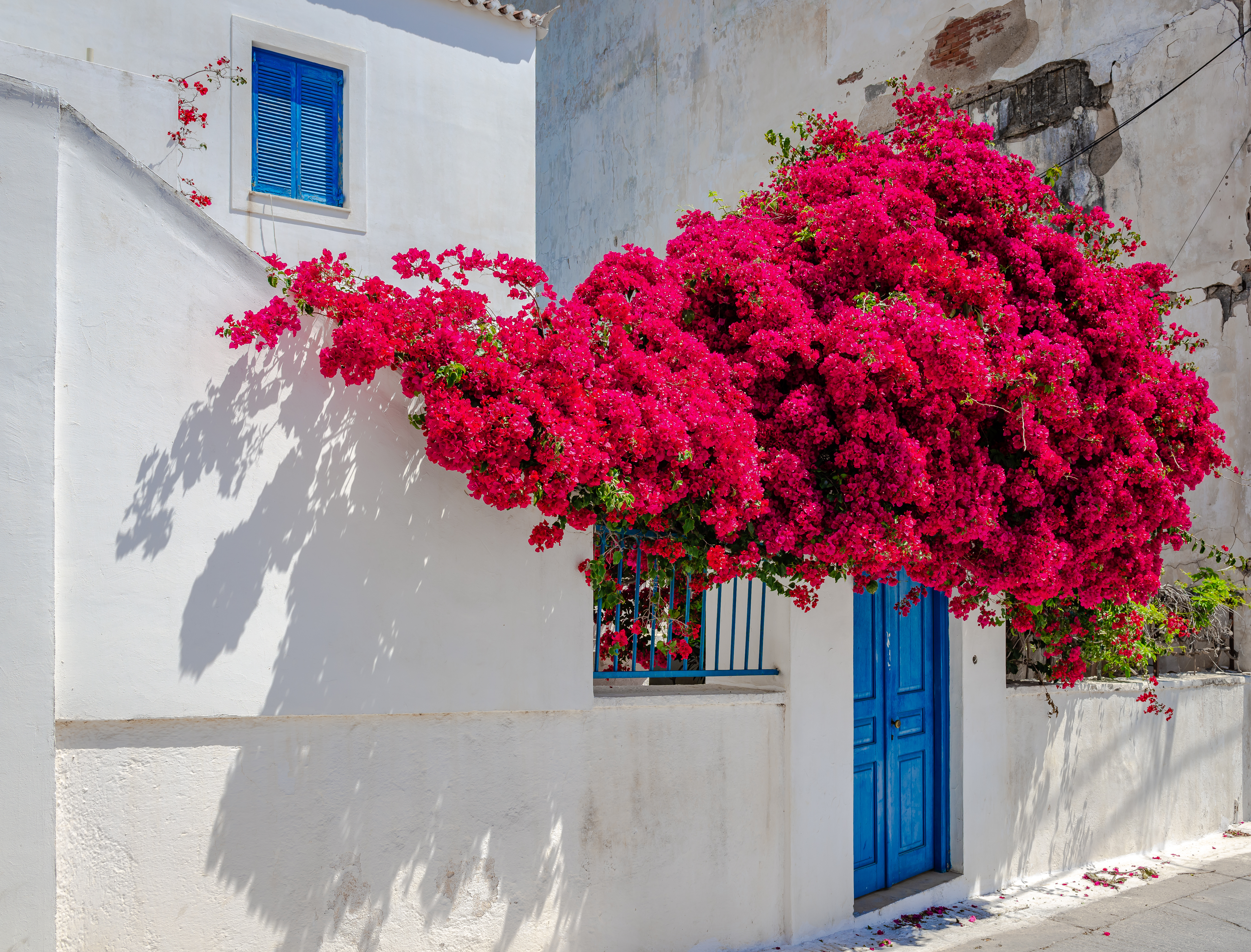 Bougainvillea pryder øens gamle huse