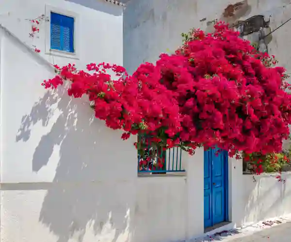 Bougainvillea pryder øens gamle huse