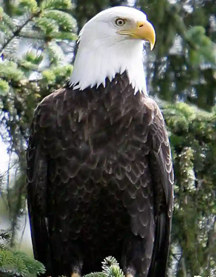 Örn längs vandringen nära Mendenhallglaciären