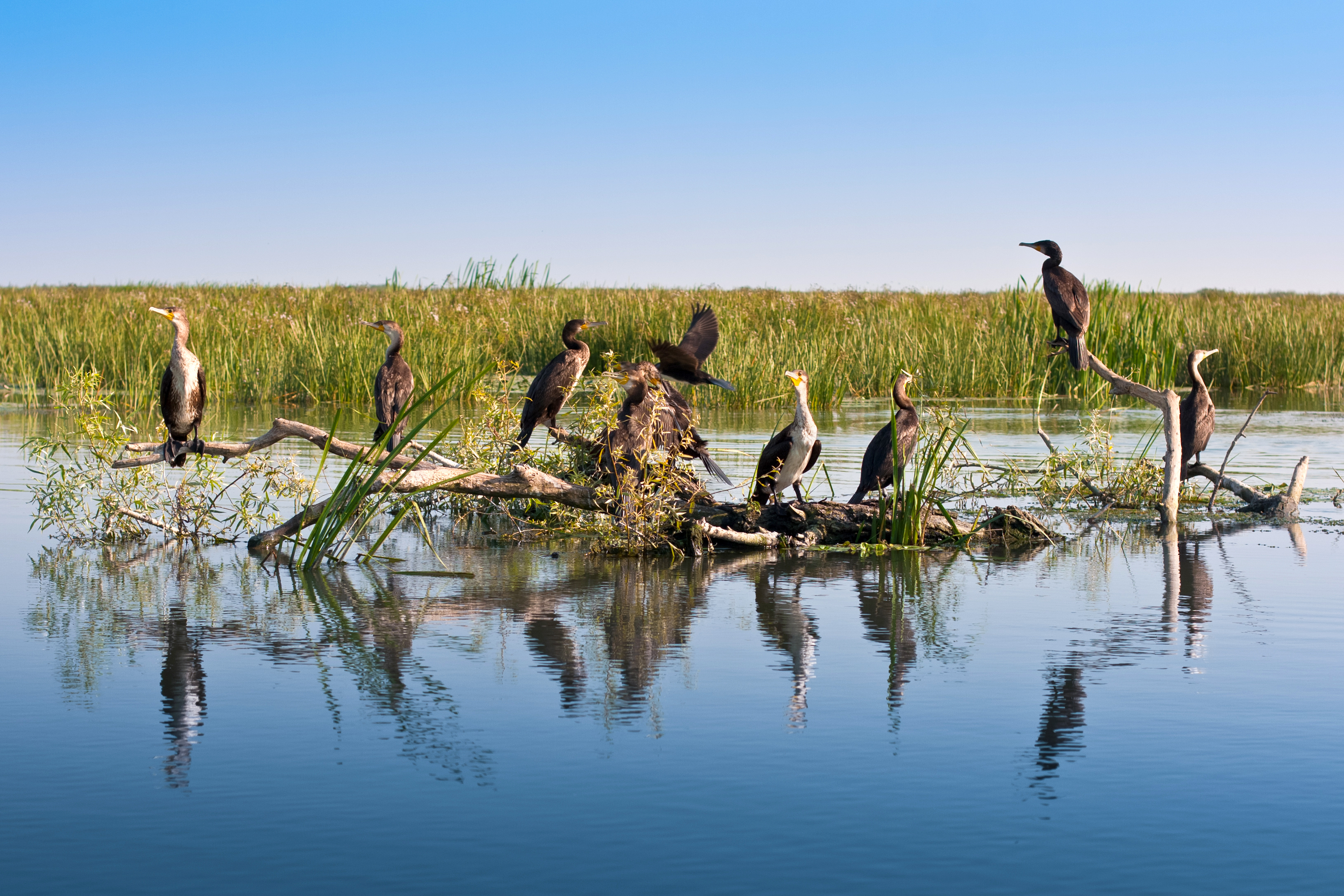 Donaudelta