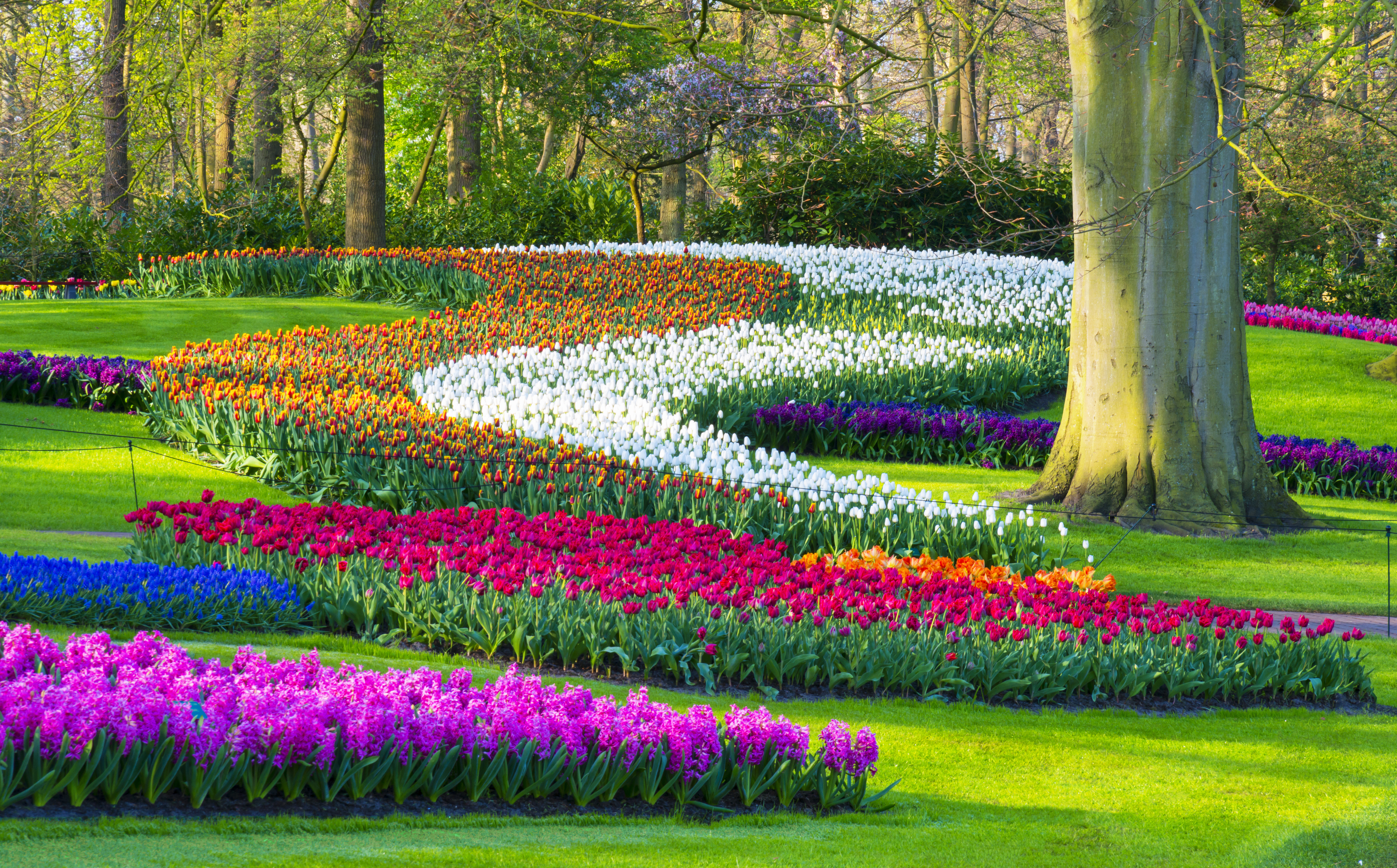 Keukenhof