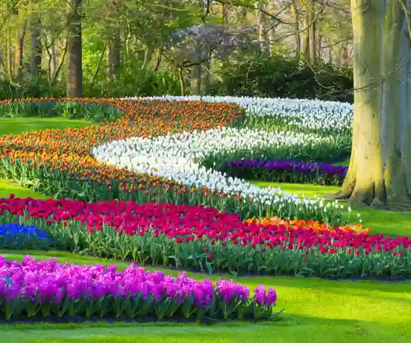 Keukenhof