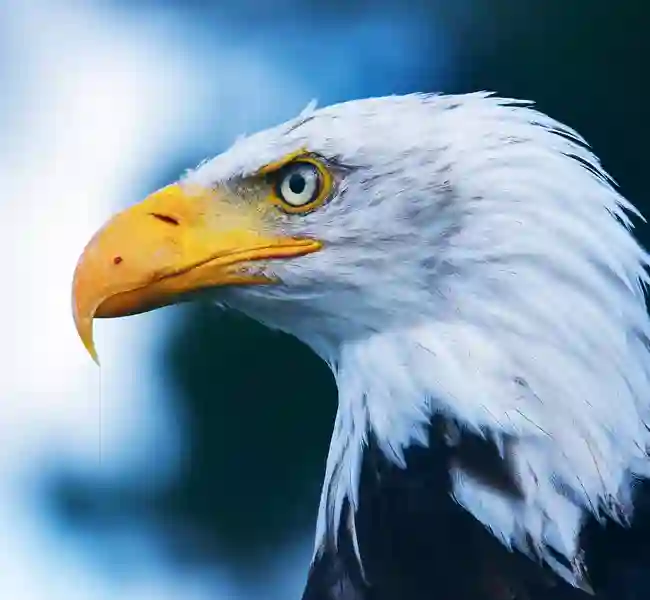 Vithövdad havsörn i Alaska